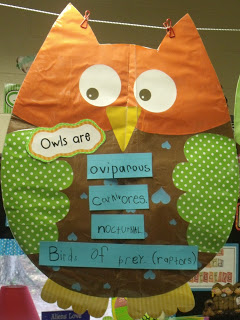 Fun with Owls!