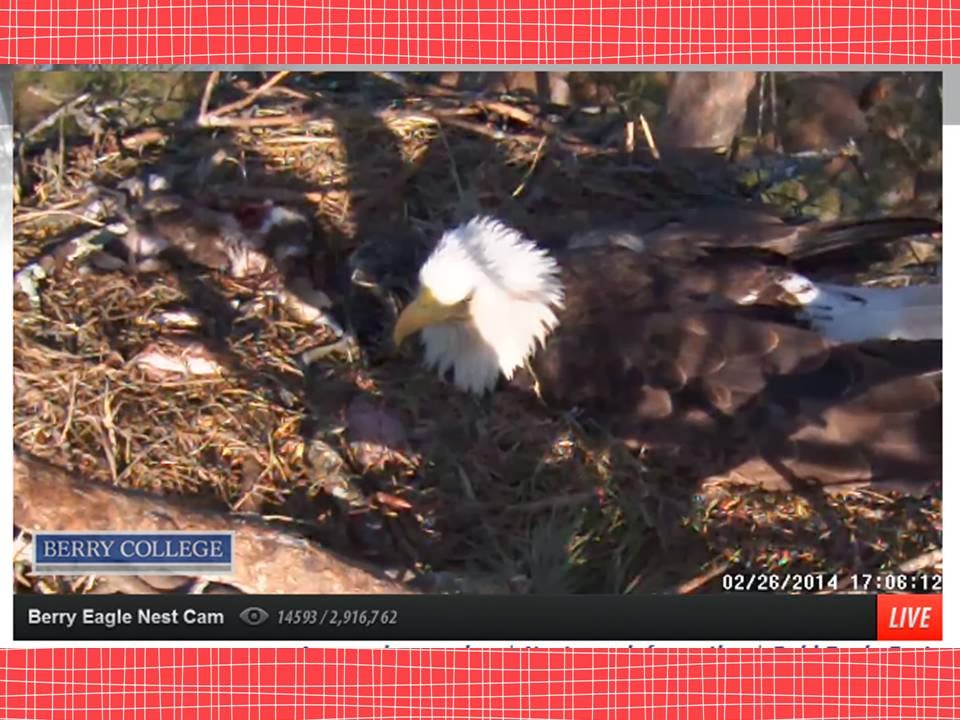 America Unit Bald Eagle Live Web Cam