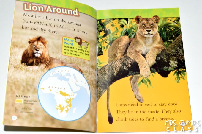 Kindergarten informational text lessons for reading and writing while studying lions! Through close reading students study the features on non-fiction books. Comprehension lessons on building schema, inferring, and opinion writing includes anchor charts and crafts for added engagement.