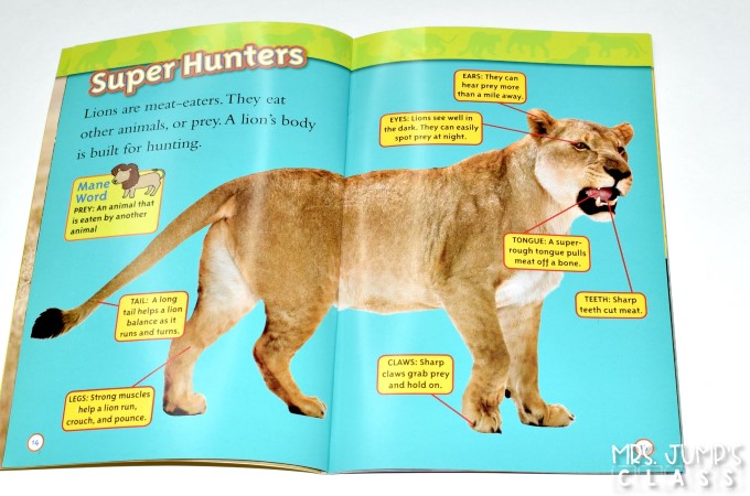 Kindergarten informational text lessons for reading and writing while studying lions! Through close reading students study the features on non-fiction books. Comprehension lessons on building schema, inferring, and opinion writing includes anchor charts and crafts for added engagement.