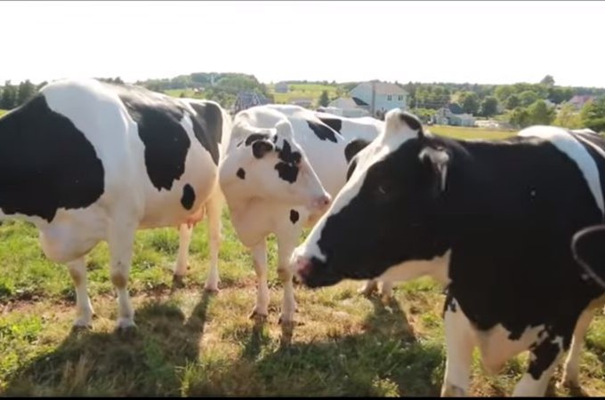 field trip video for kindergarten